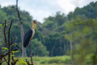 Wasgamuwa National Park